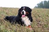 BOUVIER BERNOIS 578